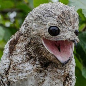 Meet your Posher, Freddie